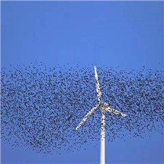 風(fēng)力發(fā)電-鳥情