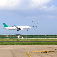 機(jī)場治鳥防鳥-鳥情